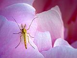 Midge On A Peony_DSCF04622